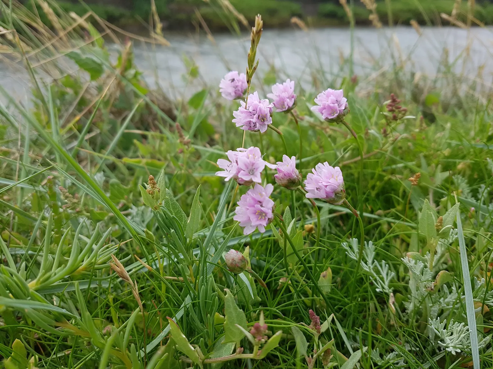 Sea Pink (Armeria Maritima) — Preferring full sun and well-drained soil; necessitating only occasional supplemental watering, image 50