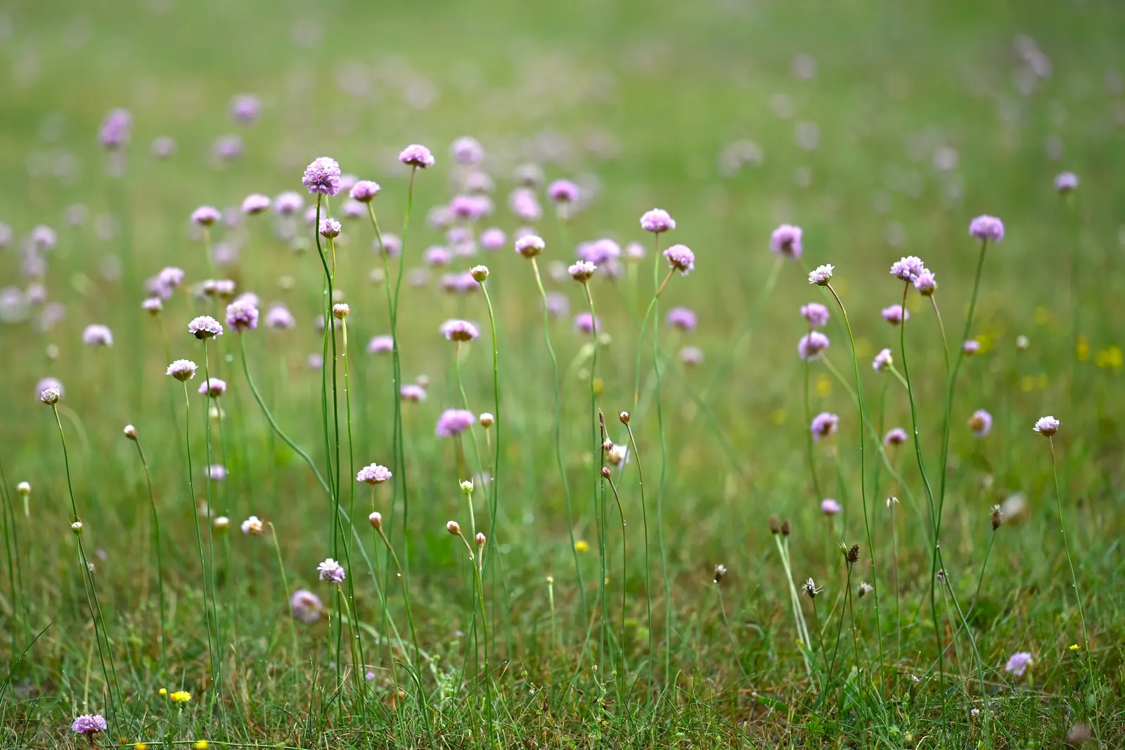 Sea Pink (Armeria Maritima) — From late spring to early summer; and are topped with globular clusters of tiny, image 56