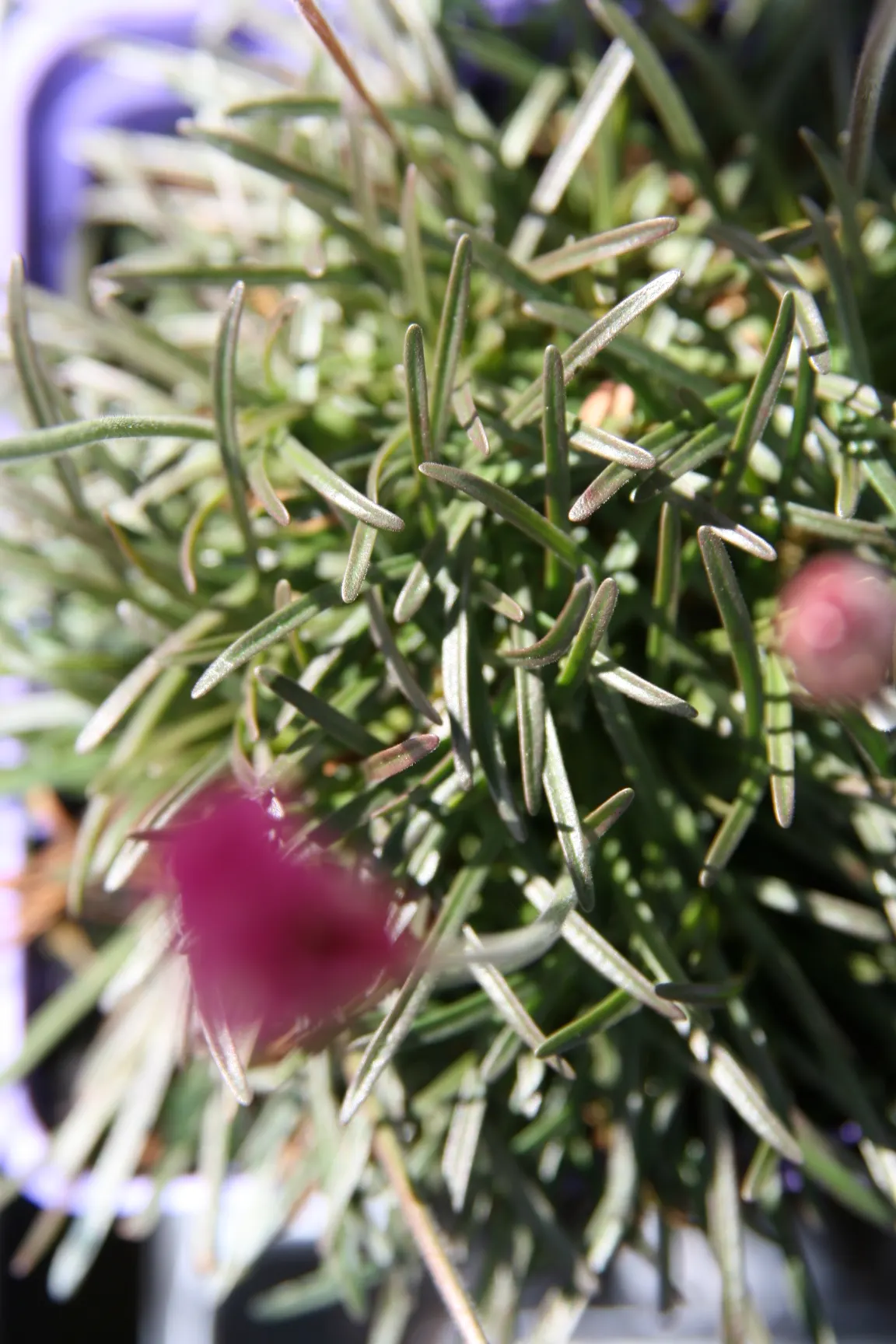 Sea Pink (Armeria Maritima) — pink flowers in the garden; it is ideal for rock gardens, image 108
