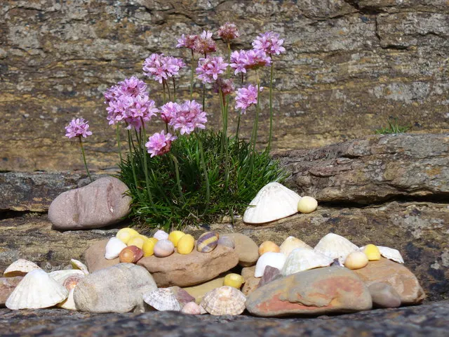 Sea Pink (Armeria Maritima) — is an adaptable perennial that adds a delightful splash of color to any coastal-themed garden; the Sea Pink is, image 75