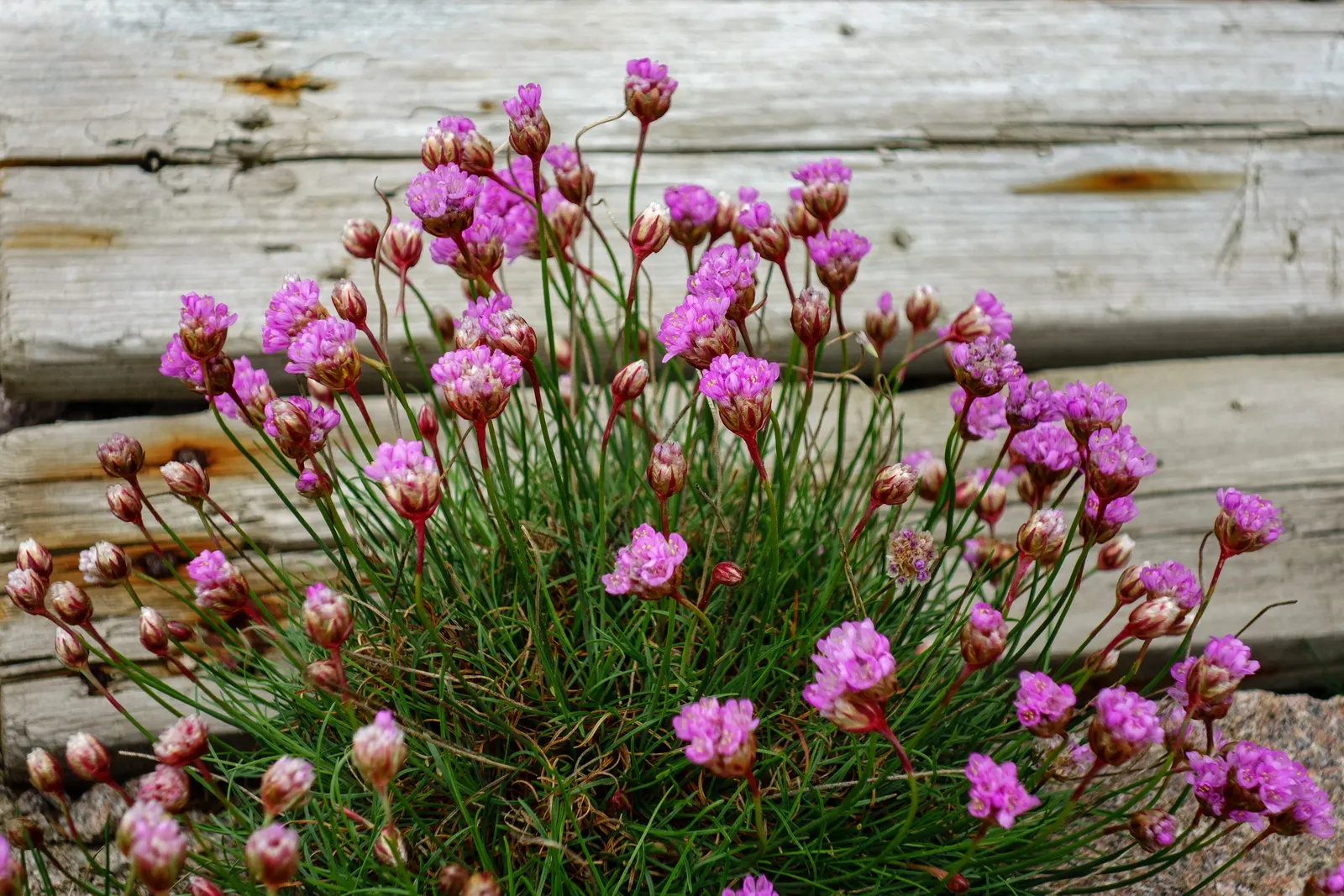 Sea Pink (Armeria Maritima) — necessitating only occasional supplemental watering