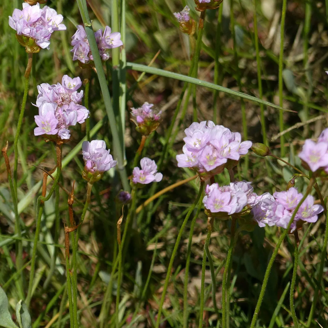 Sea Pink (Armeria Maritima) — This makes it an ideal choice for the client seeking a low-maintenance but stunning garden specimen; sturdy stalks, image 106