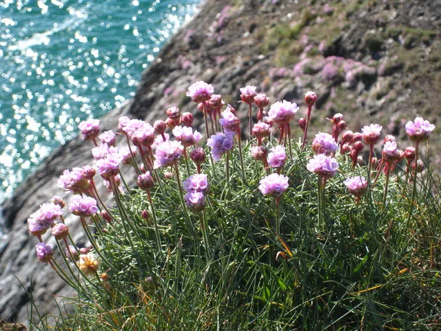 Sea Pink (Armeria Maritima) — From late spring to early summer; and are topped with globular clusters of tiny, image 100