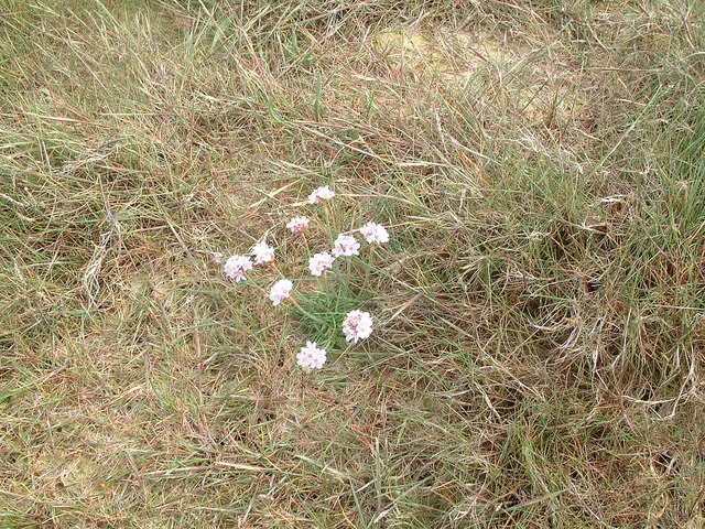 Sea Pink (Armeria Maritima) — Preferring full sun and well-drained soil; necessitating only occasional supplemental watering
