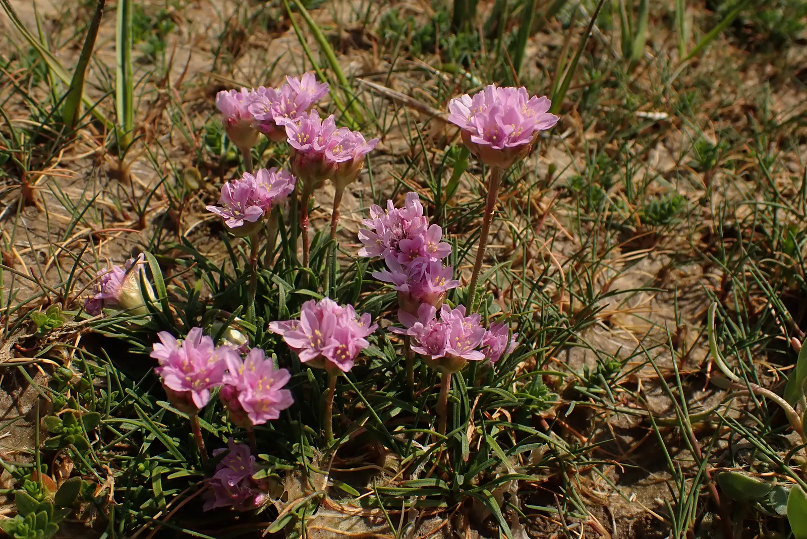Sea Pink (Armeria Maritima) — the Sea Pink is drought-tolerant once established