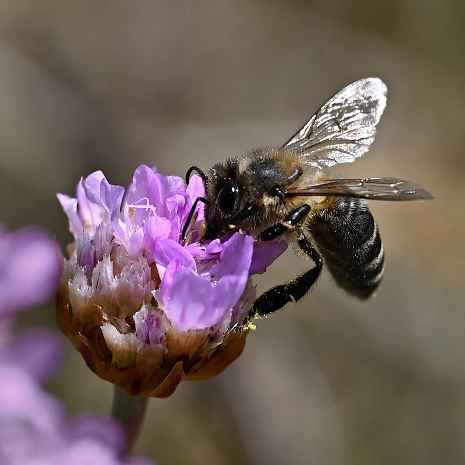 Sea Pink (Armeria Maritima) — rosy-pink blooms atop long stalks in late spring to early summer; typically reaching 6-12 inches in height and spread, image 48