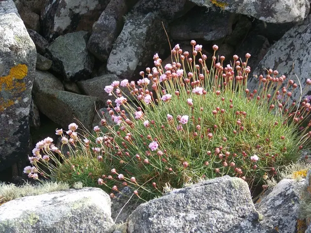 Sea Pink (Armeria Maritima) — ground cover / perennial with pink blooms; from late spring to early summer, image 65