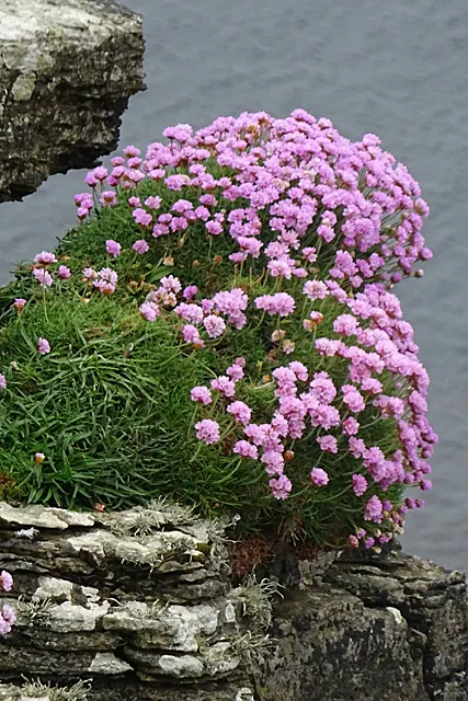 Sea Pink (Armeria Maritima) — sturdy stalks rise above the foliage; ground cover / perennial for full or half, image 101