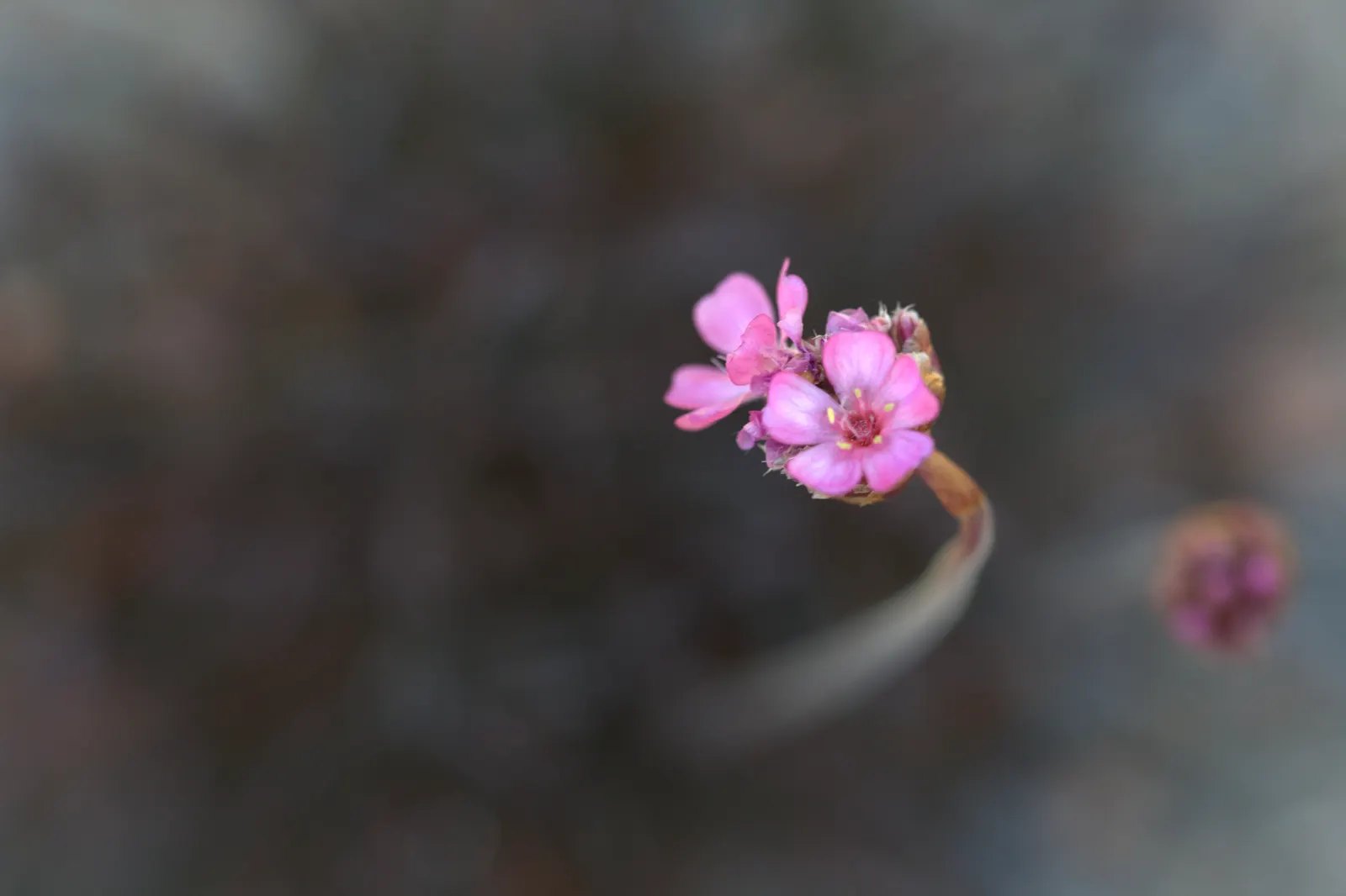 Sea Pink (Armeria Maritima) — and requires minimal care once established; thrives in coastal conditions with its tufted mounds of grass-like foliage, image 73