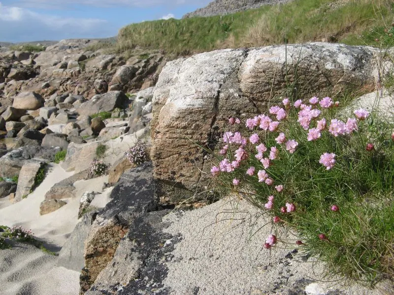 Sea Pink (Armeria Maritima) — rosy-pink blooms atop long stalks in late spring to early summer; typically reaching 6-12 inches in height and spread, image 70