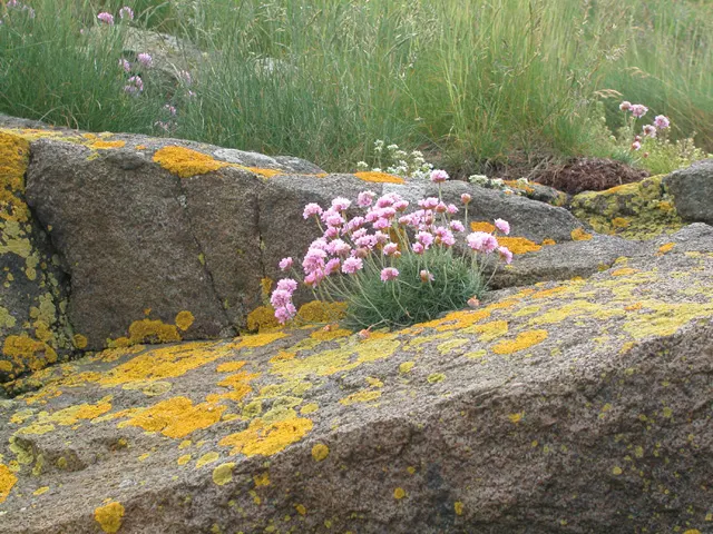 Sea Pink (Armeria Maritima) — This makes it an ideal choice for the client seeking a low-maintenance but stunning garden specimen; sturdy stalks, image 62