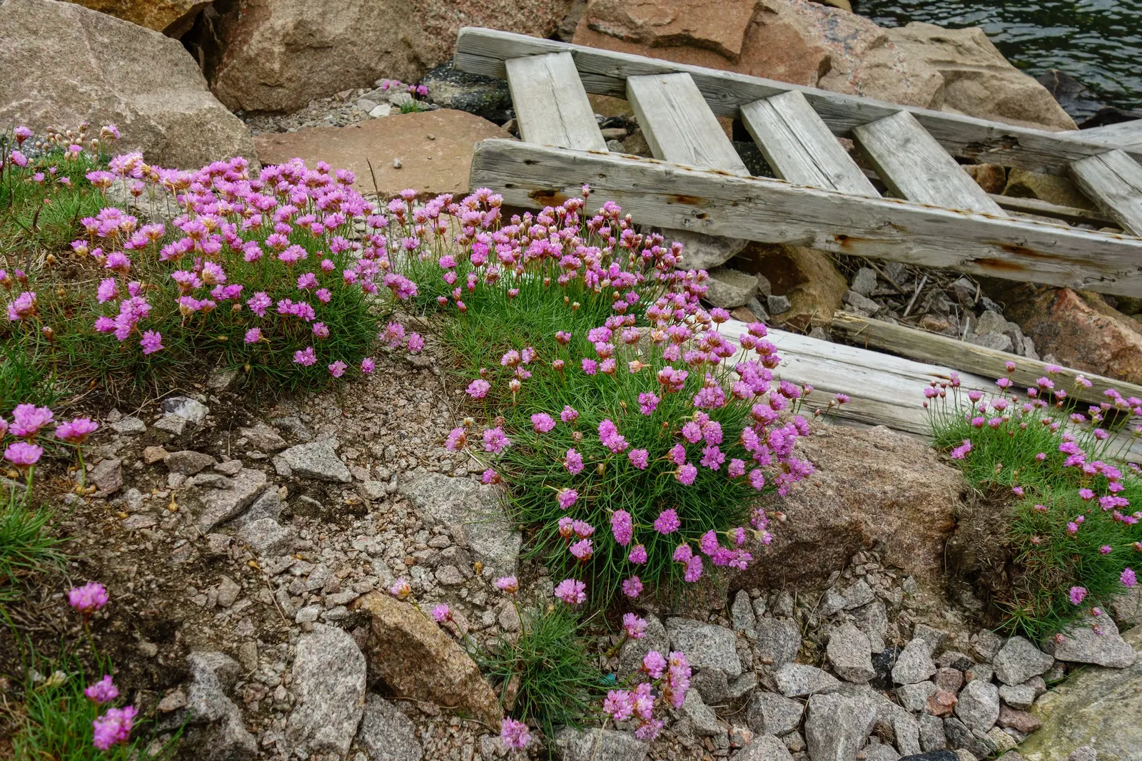 Sea Pink (Armeria Maritima) — This makes it an ideal choice for the client seeking a low-maintenance but stunning garden specimen