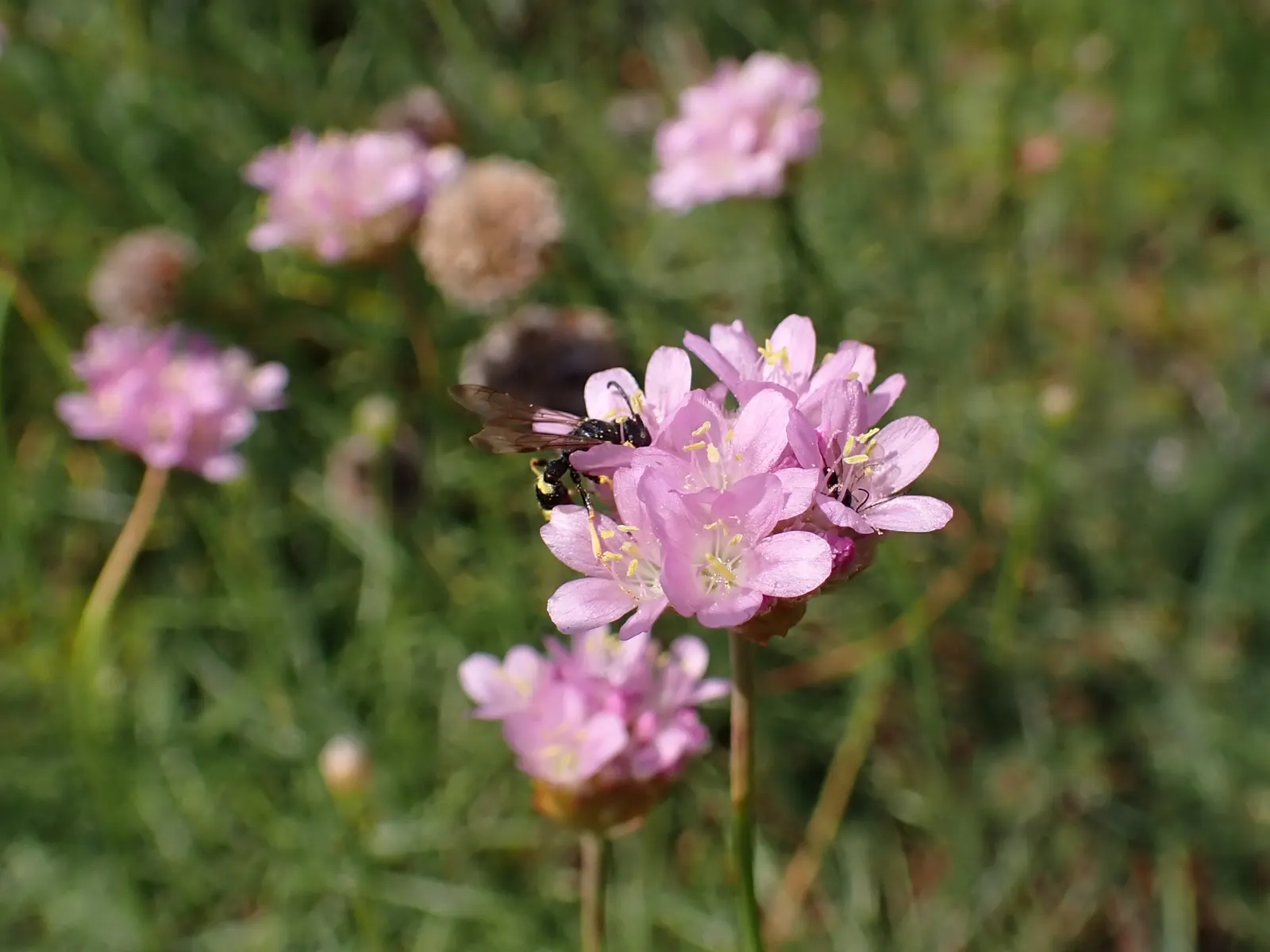 Sea Pink (Armeria Maritima) — is an adaptable perennial that adds a delightful splash of color to any coastal-themed garden; the Sea Pink is, image 53