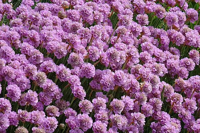 Sea Pink (Armeria Maritima) — Consider pairing it with other drought-tolerant and coastal plants for a harmonious aesthetic; pink flowers in the, image 63
