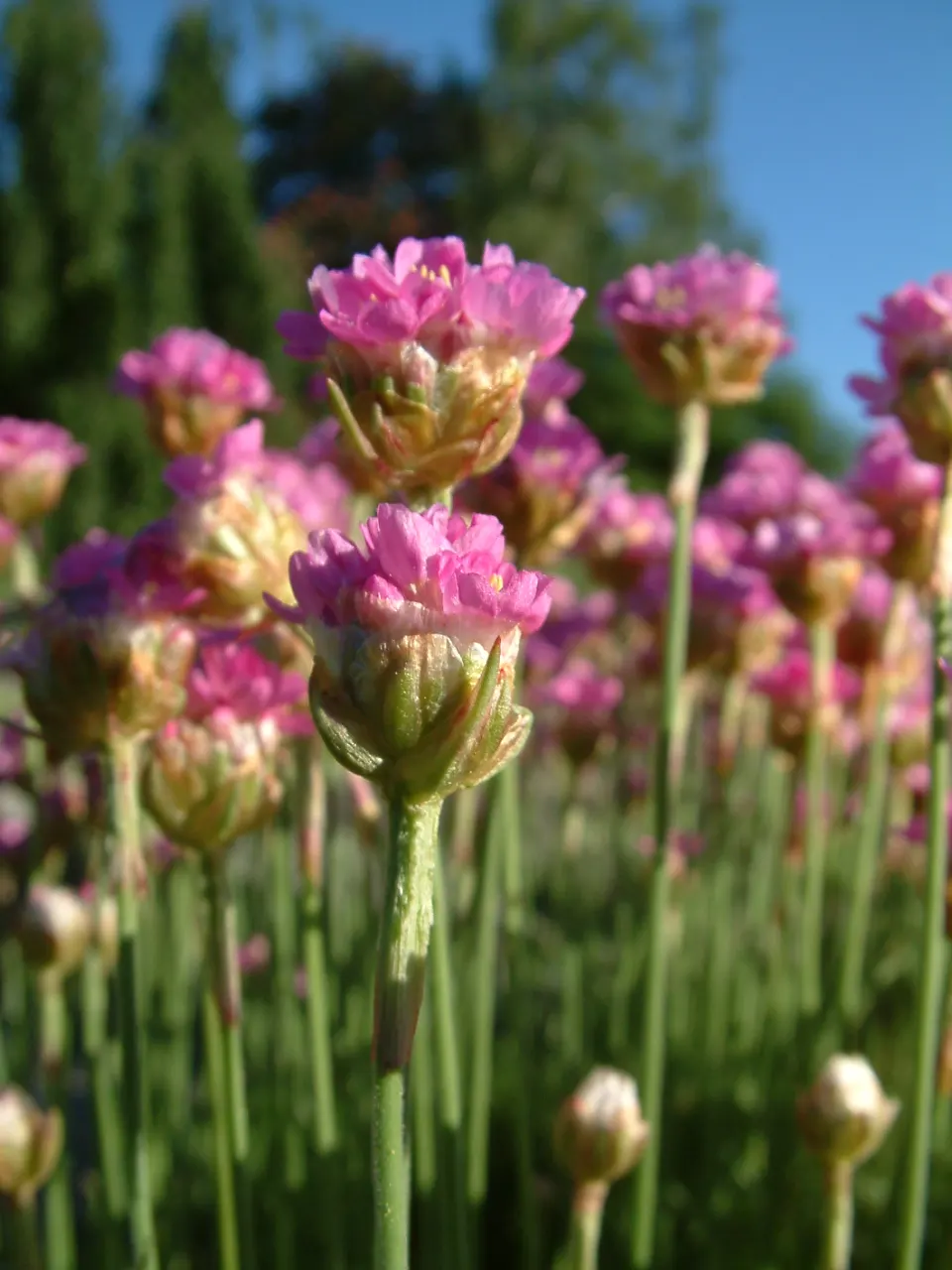 Sea Pink (Armeria Maritima) — pink flowers in the garden; it is ideal for rock gardens, image 86