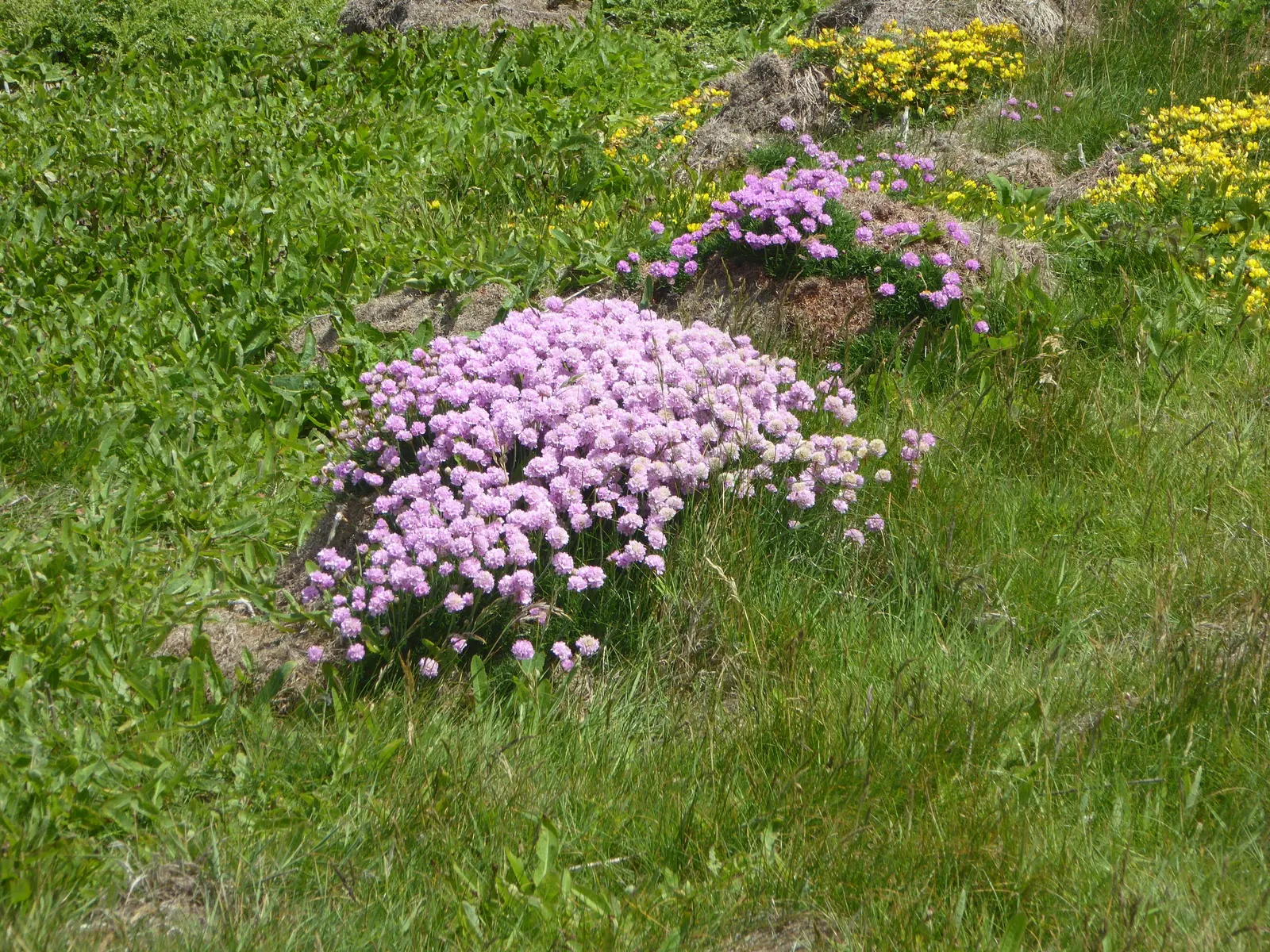 Sea Pink (Armeria Maritima) — Consider pairing it with other drought-tolerant and coastal plants for a harmonious aesthetic; pink flowers in the, image 107