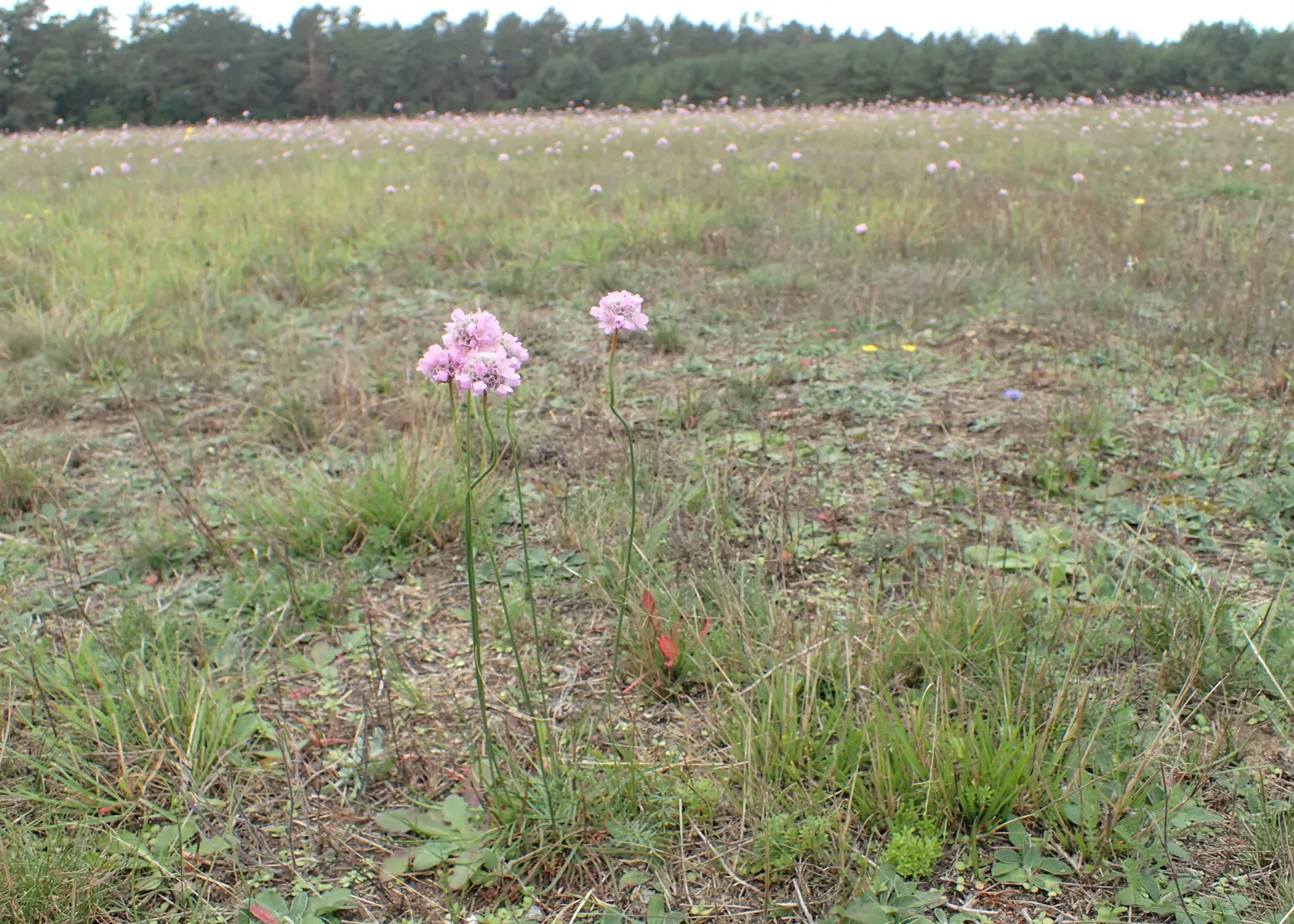Sea Pink (Armeria Maritima) — thrives in coastal conditions with its tufted mounds of grass-like foliage; dark green grass-like leaves, image 90