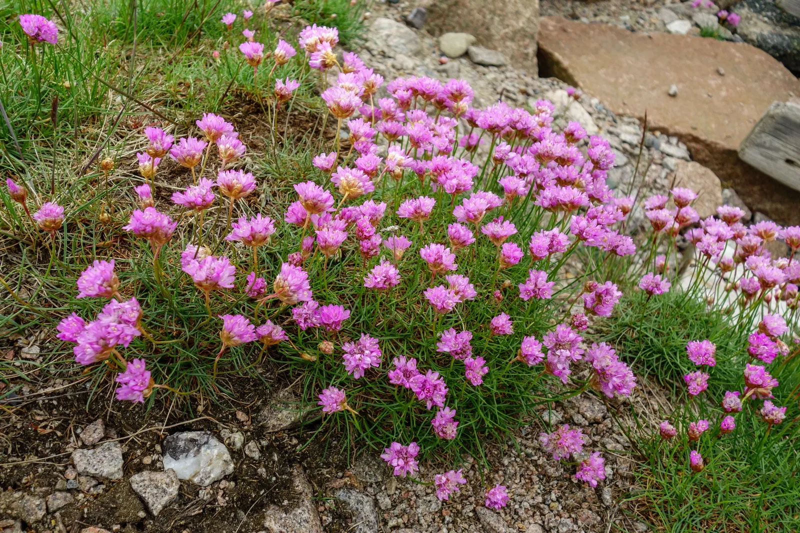 Sea Pink (Armeria Maritima) — pink flowers in the garden