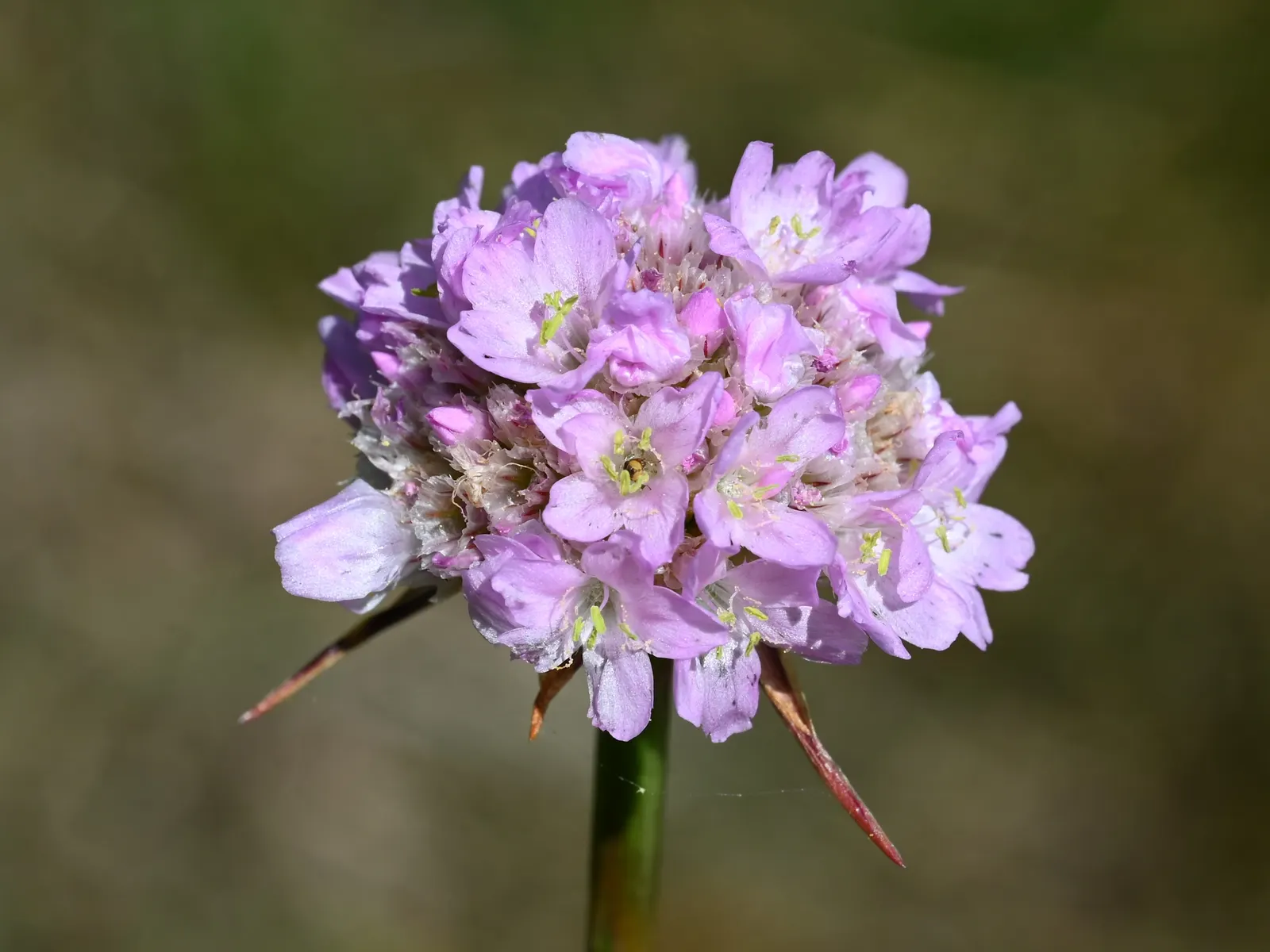 Sea Pink (Armeria Maritima) — and requires minimal care once established; thrives in coastal conditions with its tufted mounds of grass-like foliage, image 51