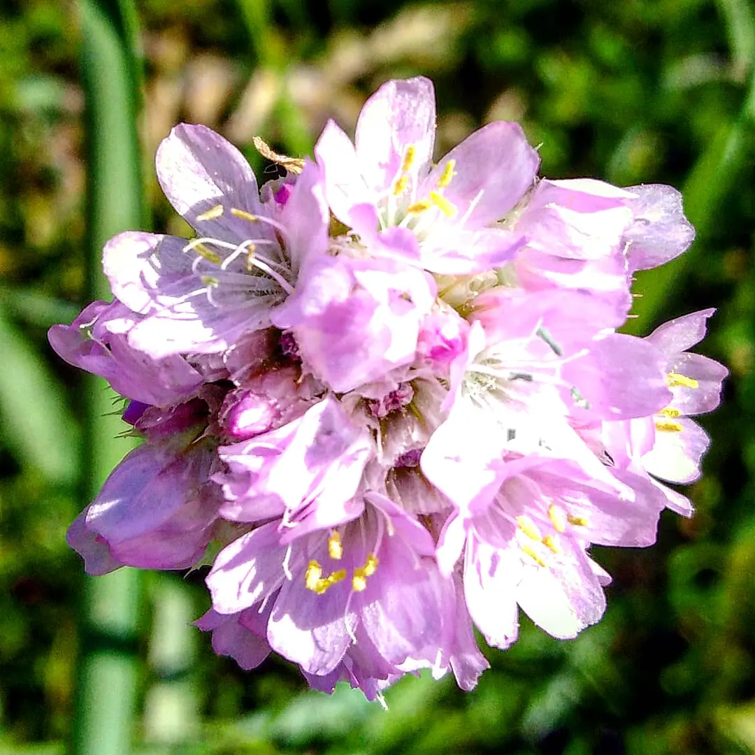 Sea Pink (Armeria Maritima) — and requires minimal care once established; thrives in coastal conditions with its tufted mounds of grass-like foliage