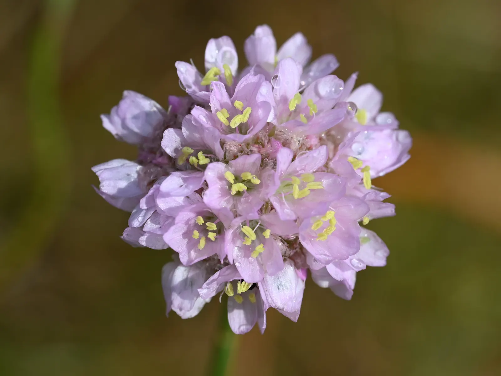 Sea Pink (Armeria Maritima) — Consider pairing it with other drought-tolerant and coastal plants for a harmonious aesthetic; pink flowers in the, image 85