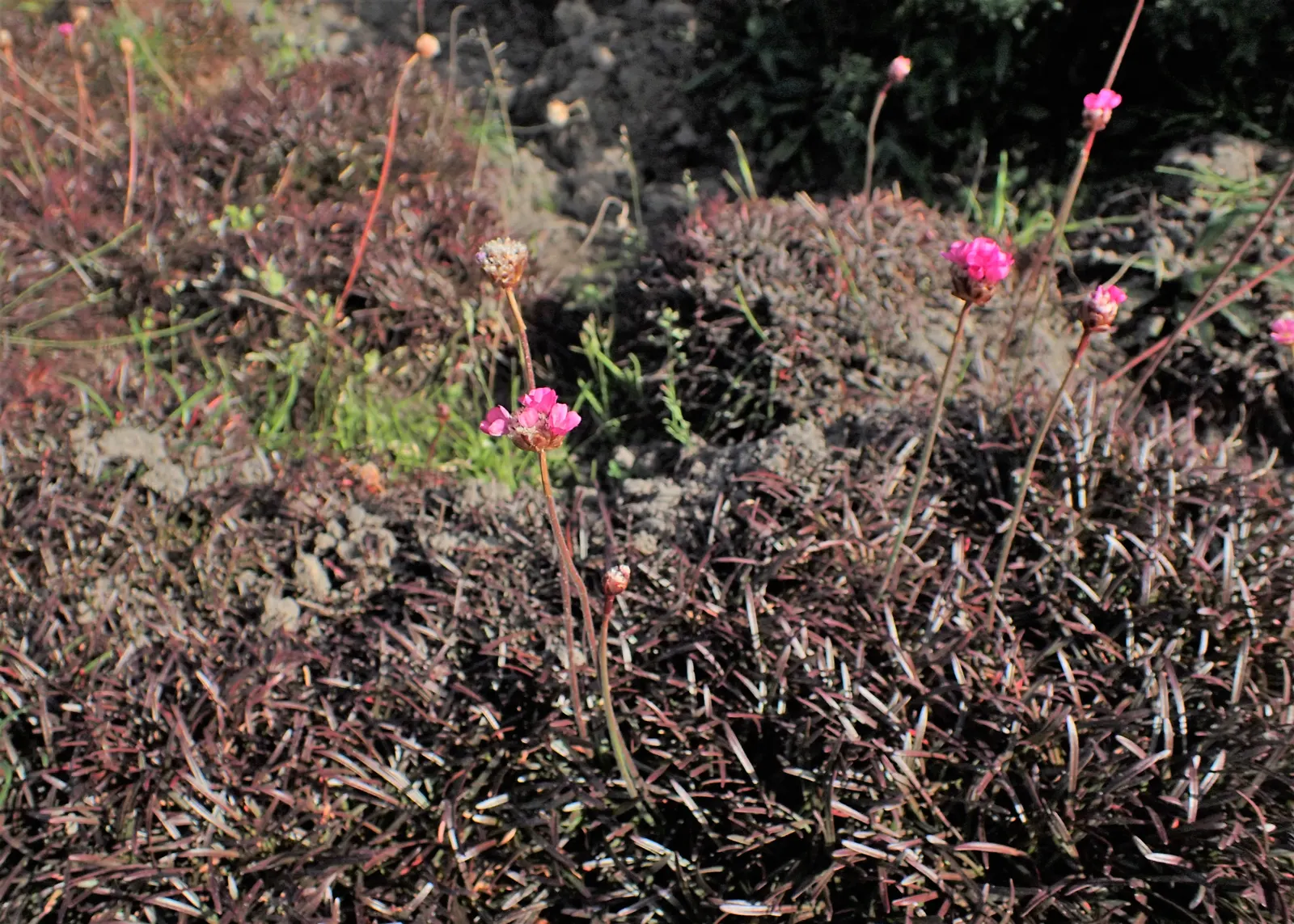 Sea Pink (Armeria Maritima) — This makes it an ideal choice for the client seeking a low-maintenance but stunning garden specimen; sturdy stalks, image 84