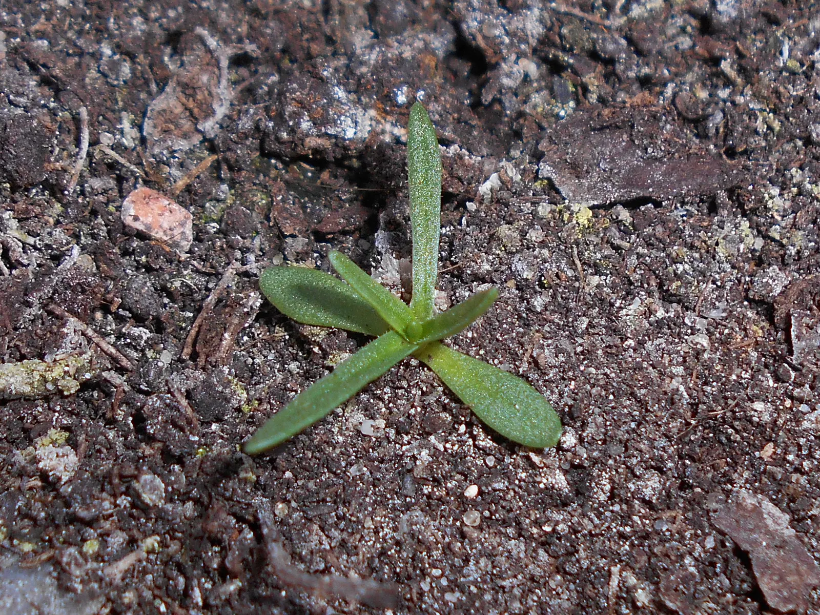Sea Pink (Armeria Maritima) — ground cover / perennial for full or half