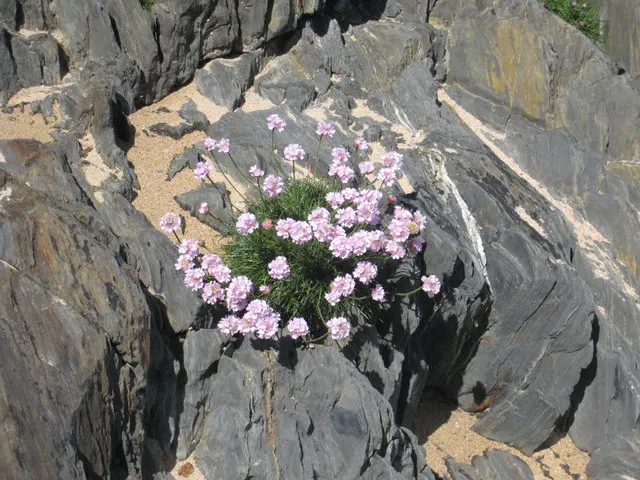 Sea Pink (Armeria Maritima) — it is ideal for rock gardens; with its tufted evergreen foliage that forms a dense
