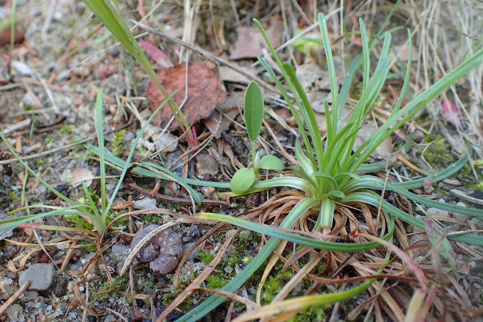 Sea Pink (Armeria Maritima) — dark green grass-like leaves; scientifically known as Armeria maritima, image 99