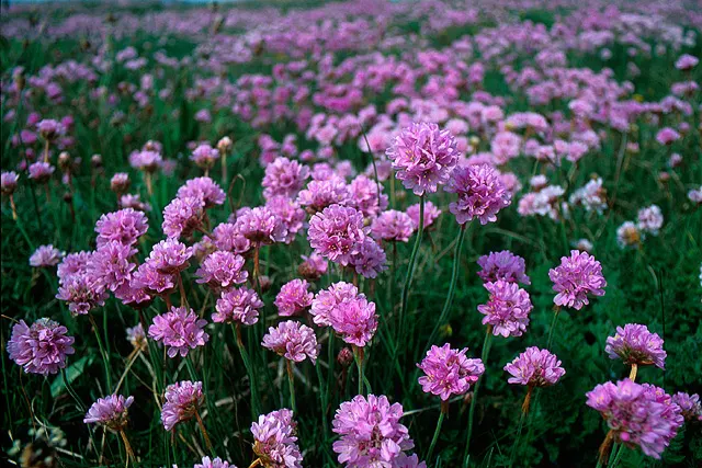 Sea Pink (Armeria Maritima) — ground cover / perennial with pink blooms