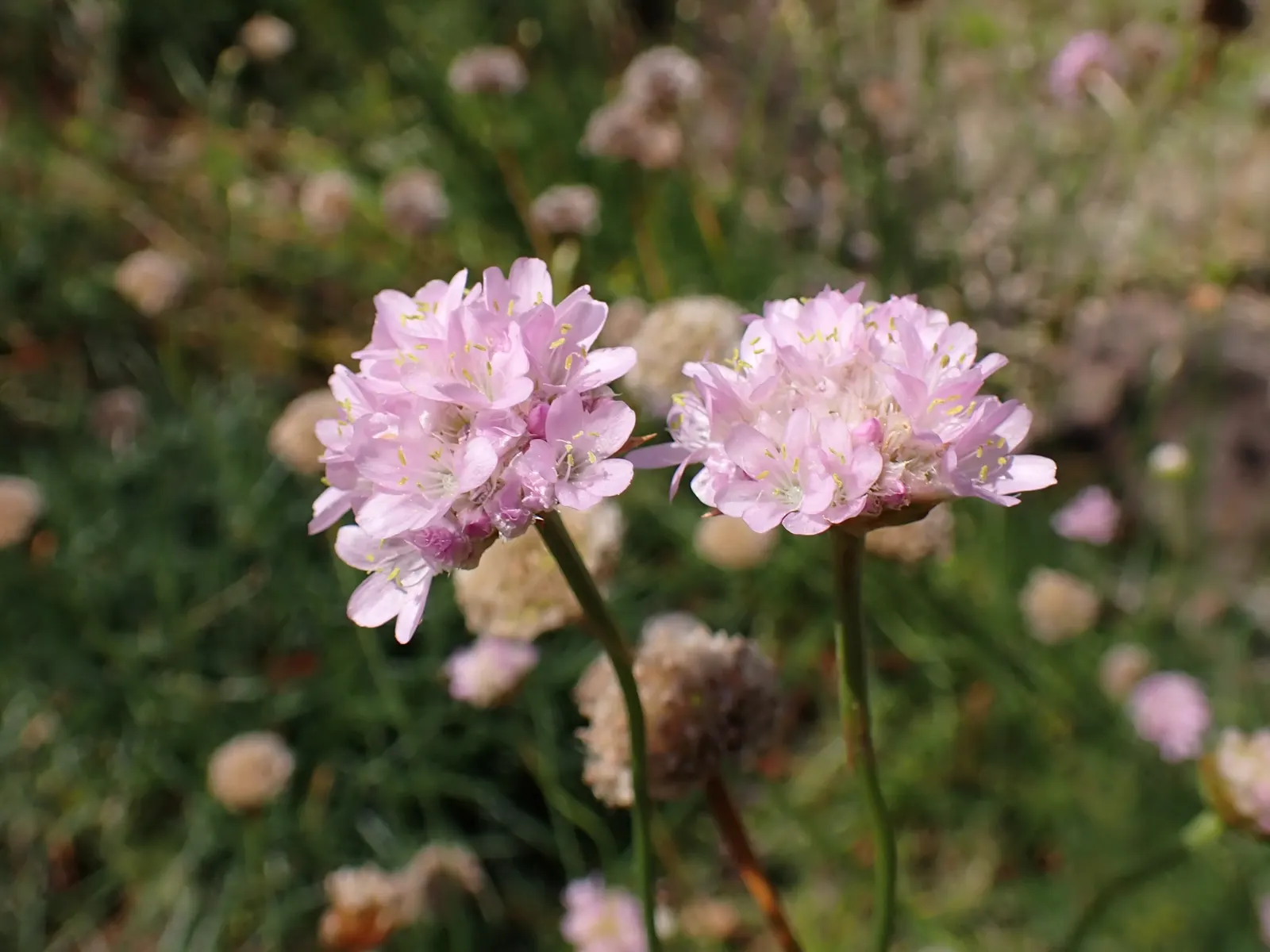Sea Pink (Armeria Maritima) — and are topped with globular clusters of tiny; reaching 10 to 12 inches tall, image 59