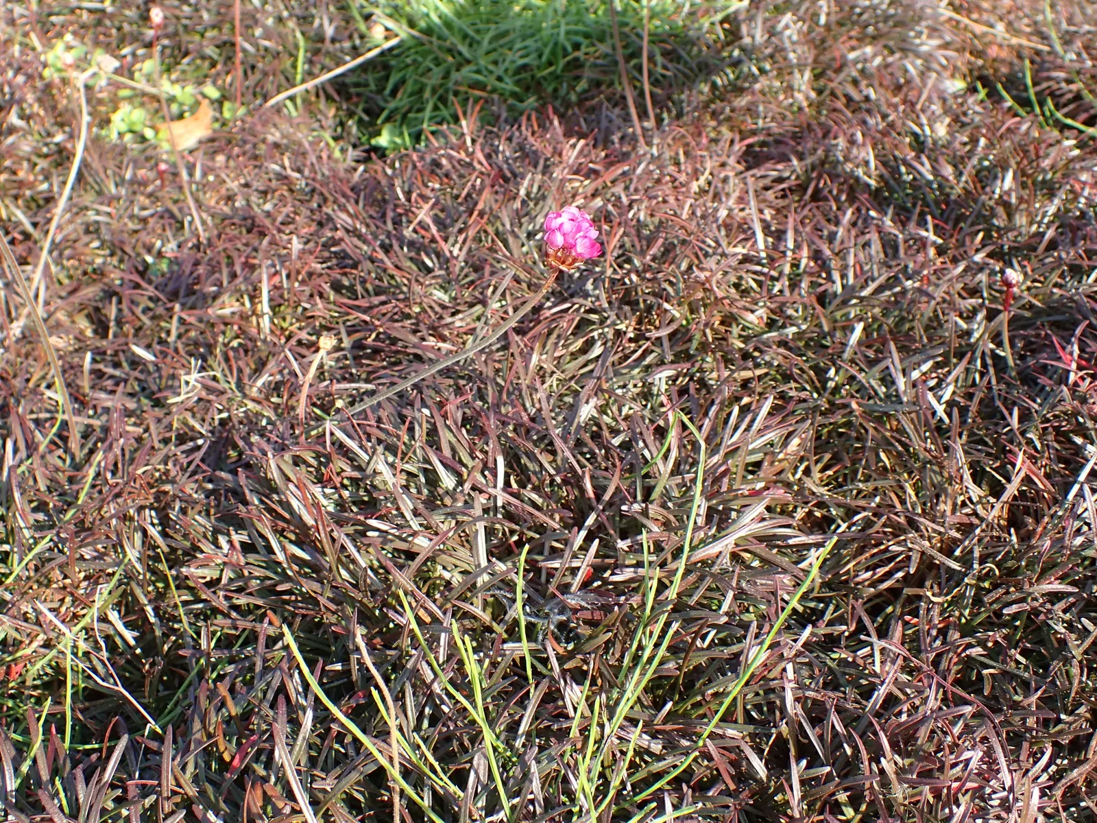 Sea Pink (Armeria Maritima) — scientifically known as Armeria maritima; is an adaptable perennial that adds a delightful splash of color to any, image 52