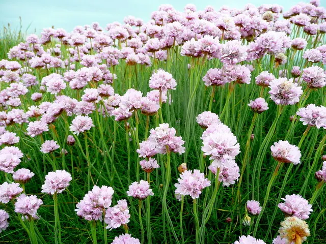 Sea Pink (Armeria Maritima) — and are topped with globular clusters of tiny; reaching 10 to 12 inches tall, image 103