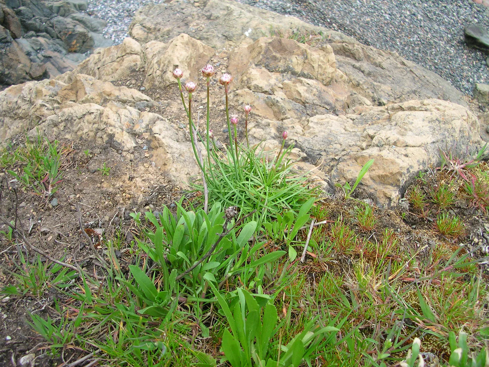 Sea Pink (Armeria Maritima) — sturdy stalks rise above the foliage; ground cover / perennial for full or half, image 79