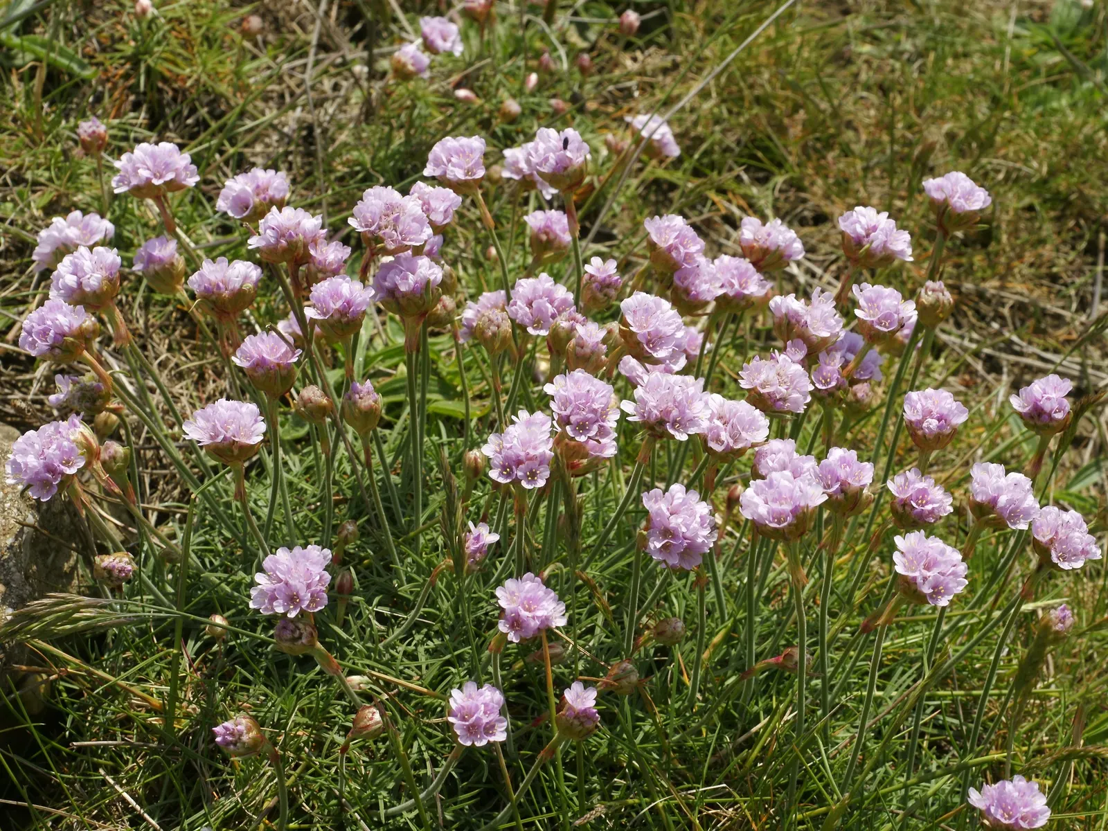 Sea Pink (Armeria Maritima) — and are topped with globular clusters of tiny; reaching 10 to 12 inches tall, image 81