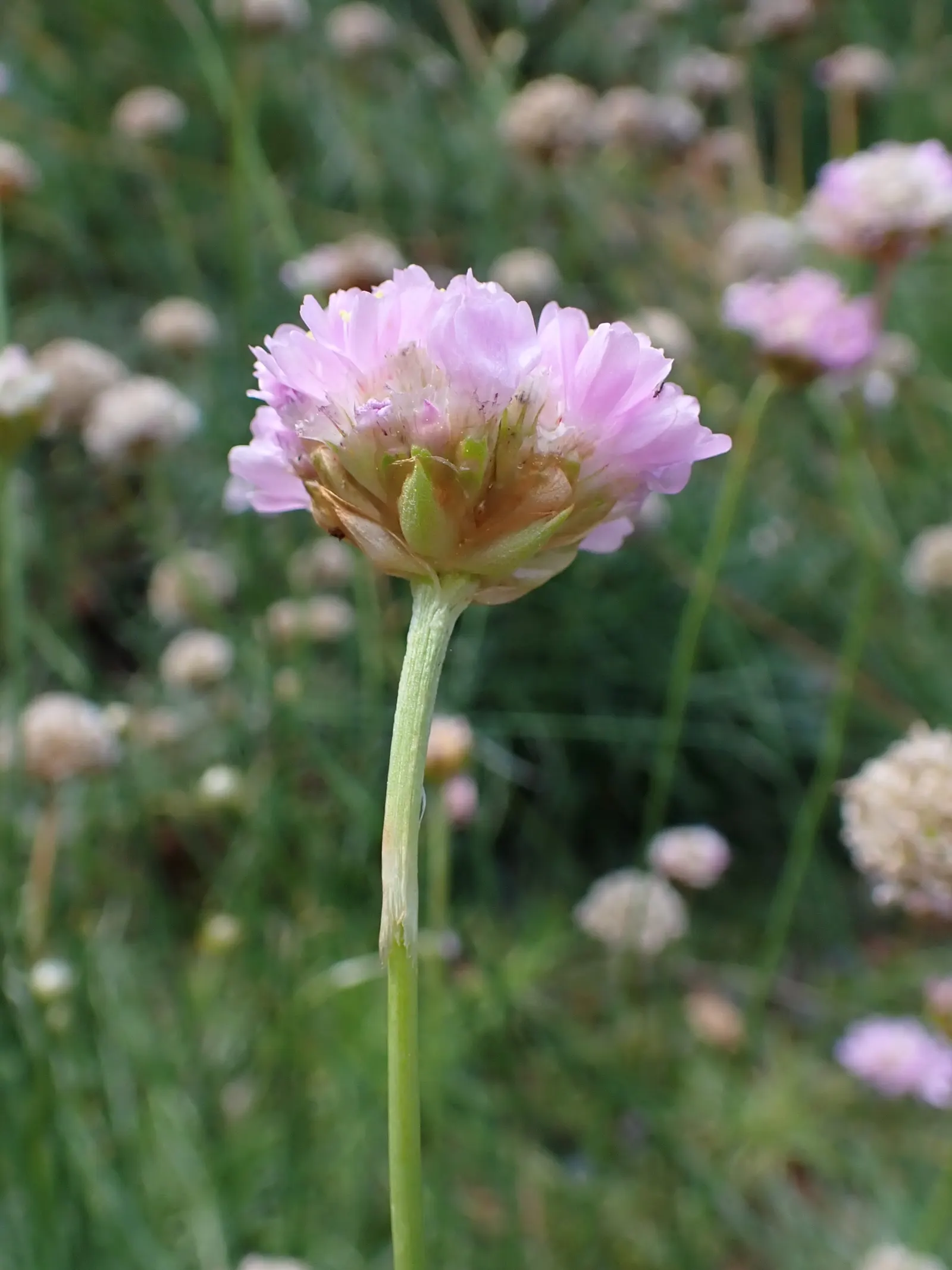 Sea Pink (Armeria Maritima) — Preferring full sun and well-drained soil; necessitating only occasional supplemental watering, image 72