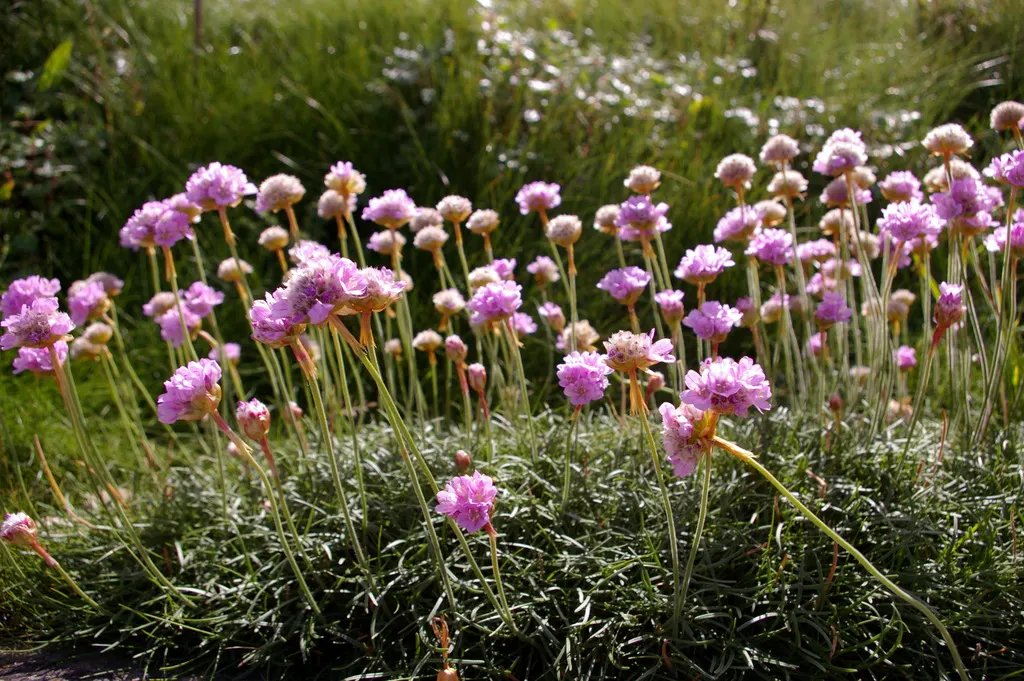Sea Pink (Armeria Maritima) — sturdy stalks rise above the foliage; ground cover / perennial for full or half, image 57