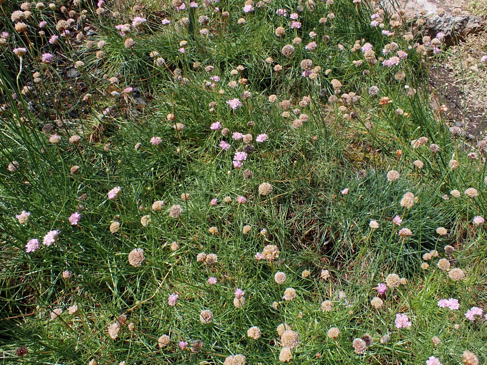 Sea Pink (Armeria Maritima) — ground cover / perennial for full or half; consider pairing it with other drought-tolerant and coastal plants for a, image 66