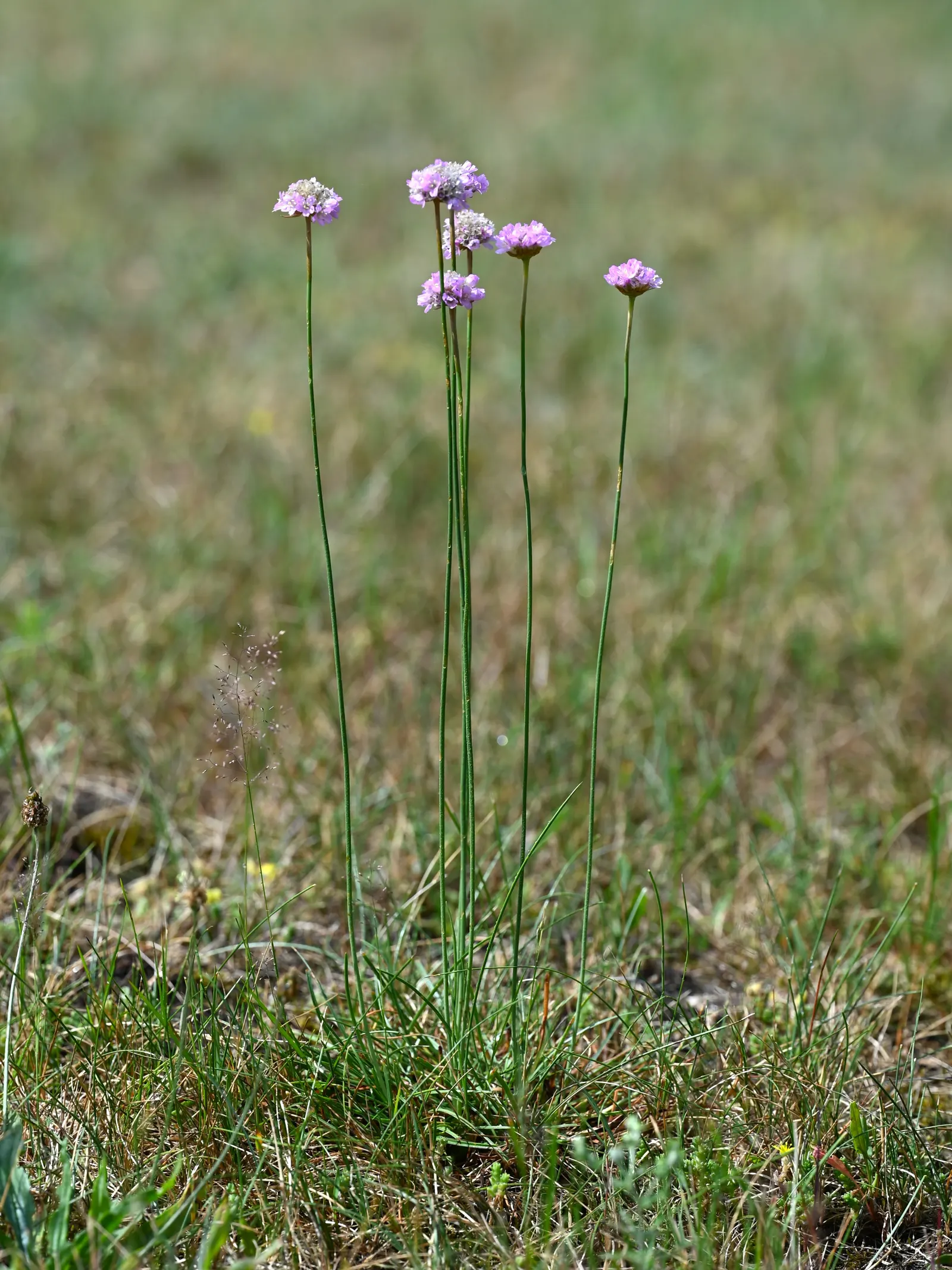Sea Pink (Armeria Maritima) — With its tufted evergreen foliage that forms a dense; a charming evergreen perennial, image 98