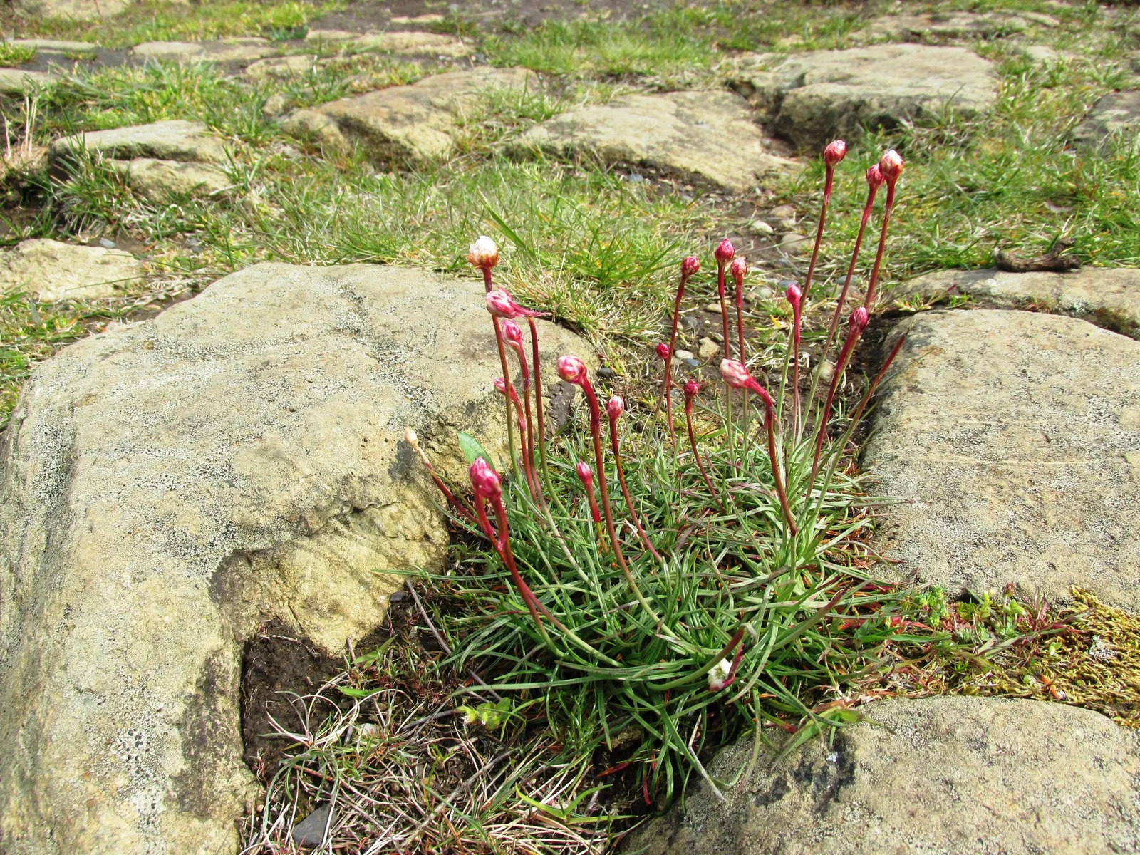 Sea Pink (Armeria Maritima) — necessitating only occasional supplemental watering; preferring full sun and well-drained soil, image 83