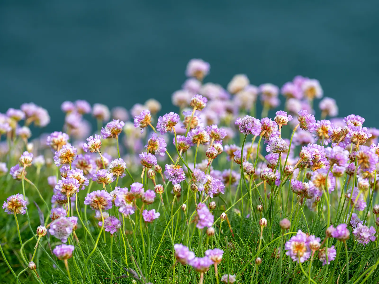 Sea Pink (Armeria Maritima) — typically reaching 6-12 inches in height and spread; this makes it an ideal choice for the client seeking a low-maintenance but