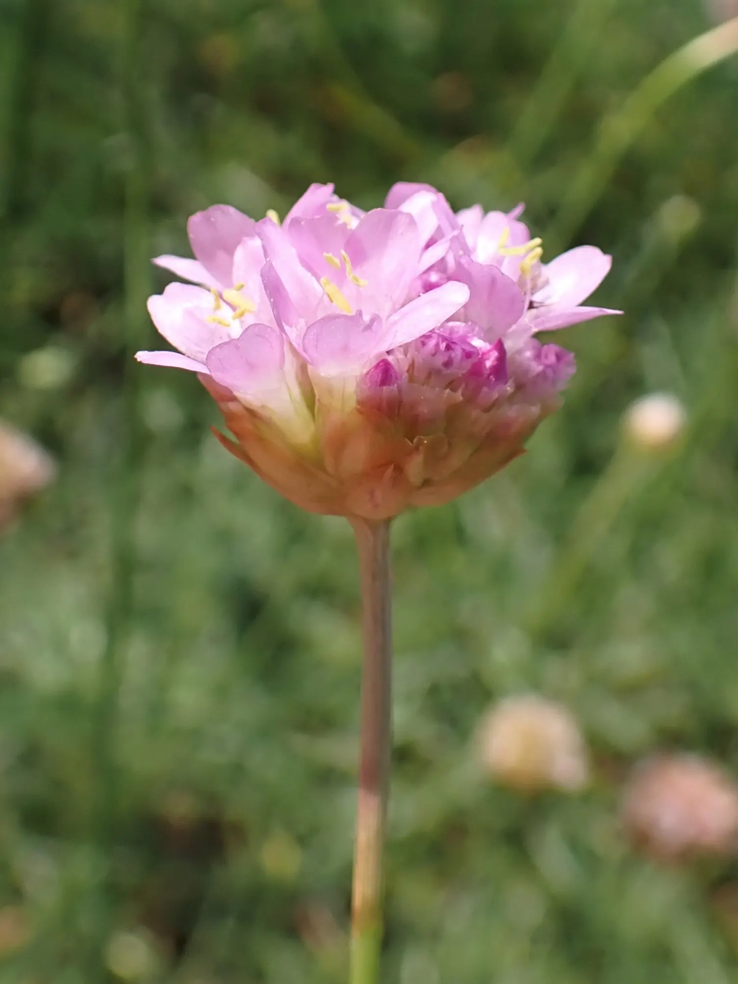 Sea Pink (Armeria Maritima) — With its tufted evergreen foliage that forms a dense; a charming evergreen perennial, image 54