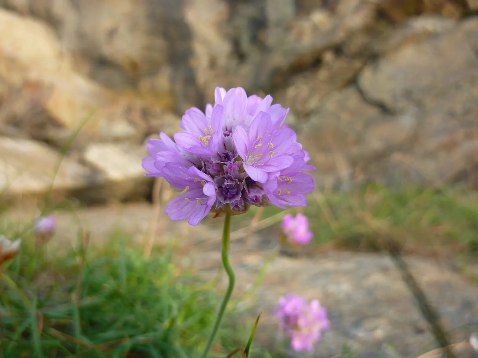 Sea Pink (Armeria Maritima) — dark green grass-like leaves; scientifically known as Armeria maritima, image 55