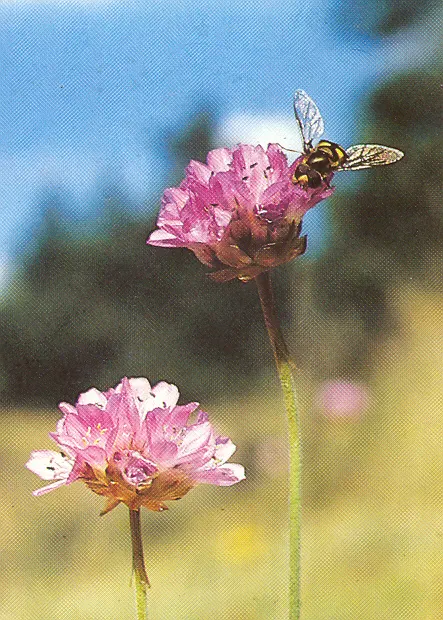 Sea Pink (Armeria Maritima) — ground cover / perennial with pink blooms; from late spring to early summer, image 87