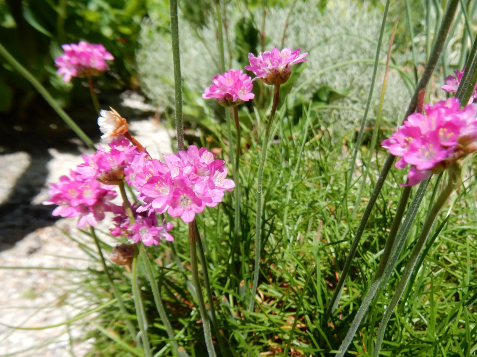 Sea Pink (Armeria Maritima) — a charming evergreen perennial; rosy-pink blooms atop long stalks in late spring to early summer, image 67
