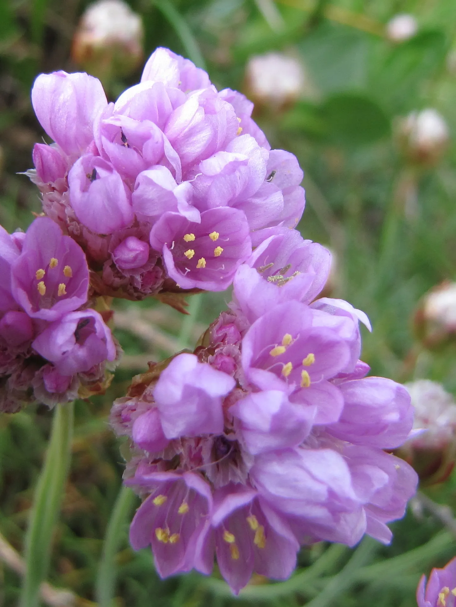 Sea Pink (Armeria Maritima) — typically reaching 6-12 inches in height and spread; this makes it an ideal choice for the client seeking a, image 91