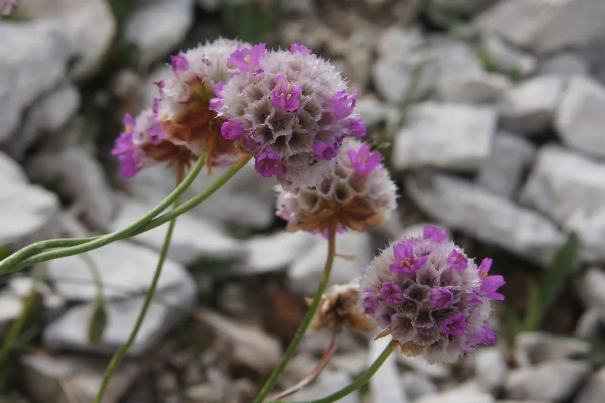 Sea Pink (Armeria Maritima) — typically reaching 6-12 inches in height and spread; this makes it an ideal choice for the client seeking a, image 47