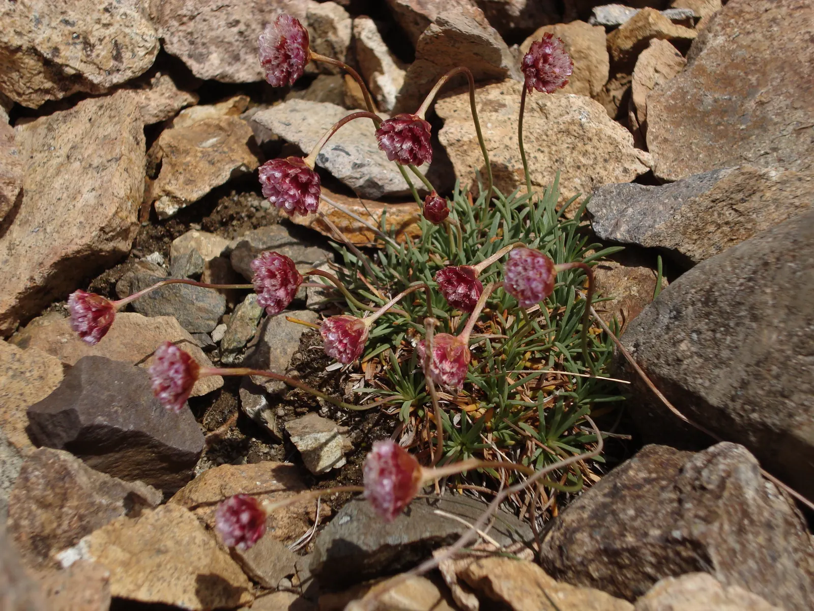 Sea Pink (Armeria Maritima) — dark green grass-like leaves