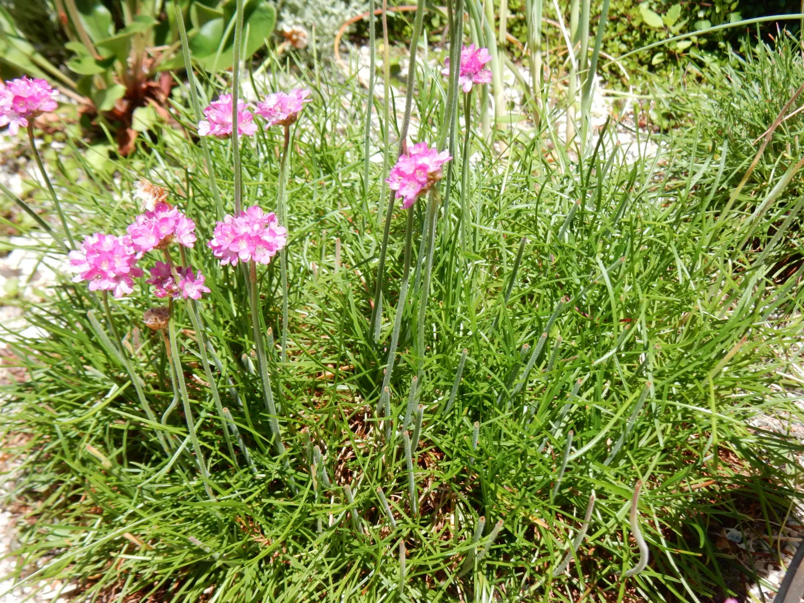 Sea Pink (Armeria Maritima) — and are topped with globular clusters of tiny; reaching 10 to 12 inches tall