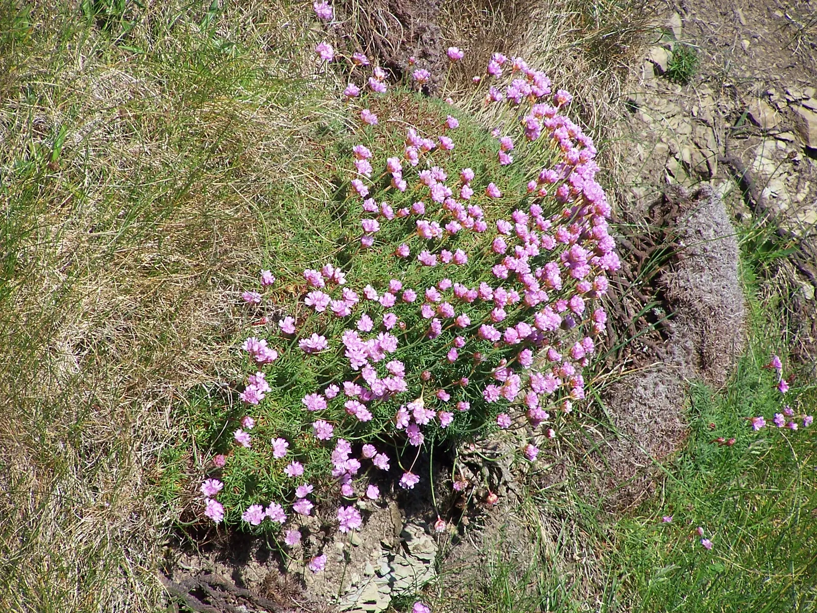 Sea Pink (Armeria Maritima) — the Sea Pink is drought-tolerant once established; ground cover / perennial with pink blooms